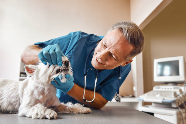 Best Emergency Treatment for Dental Infections or Abscesses in Towanda, KS